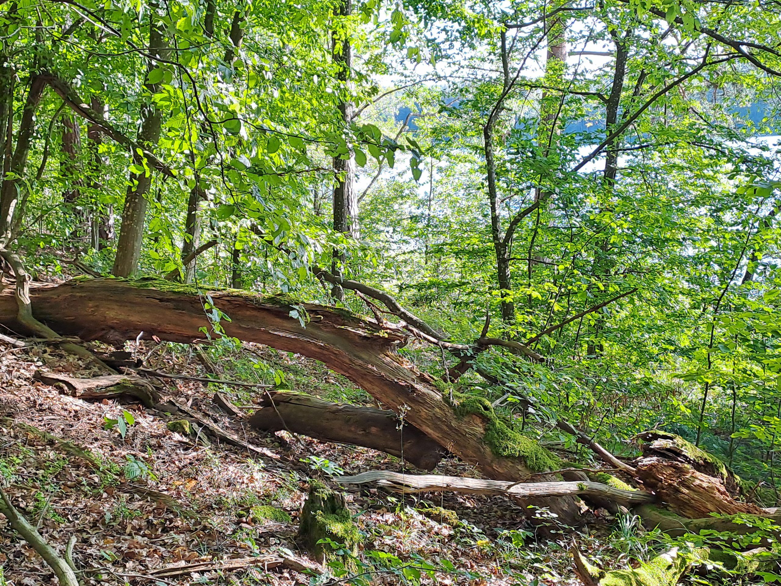 Totholz im Wald.