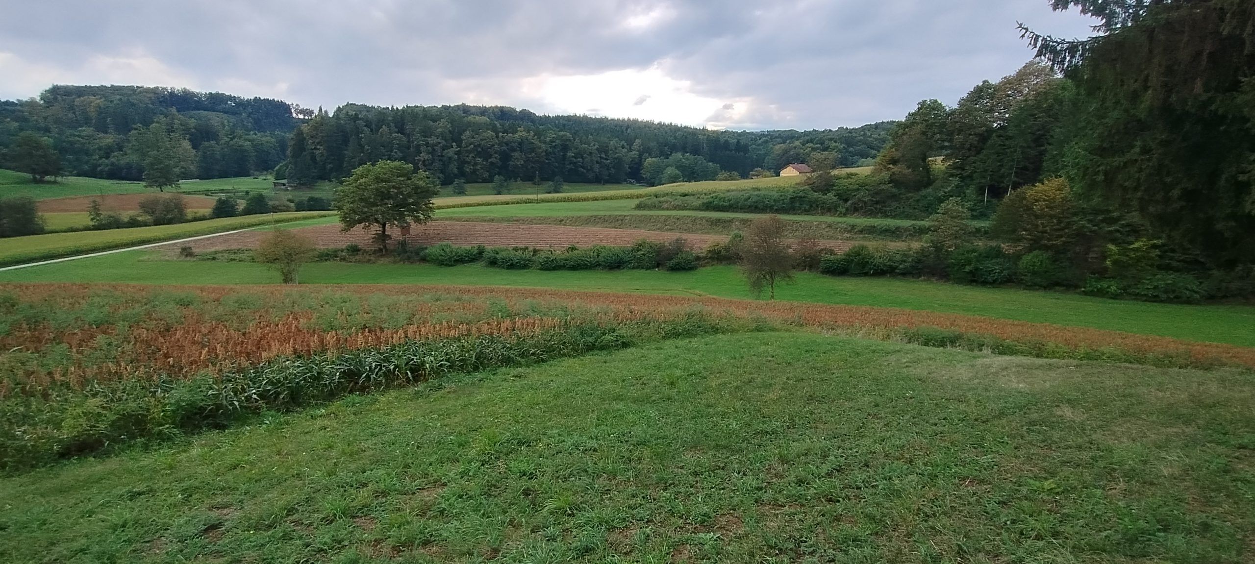 Heckenlandschaft
