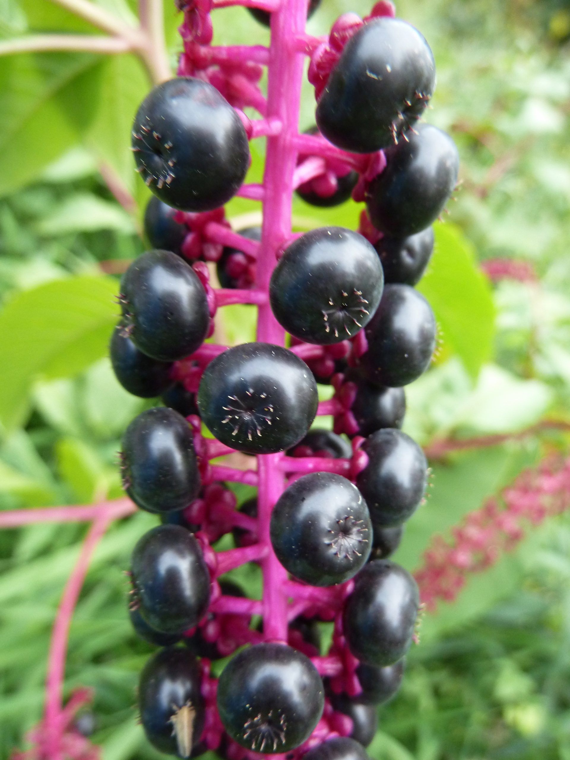 Phytolacca americana. Invasive Neophyten.