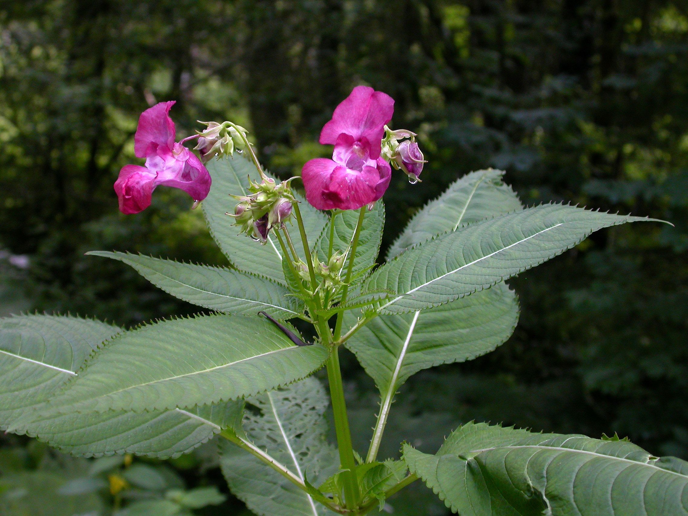 Impatiens-glanduliferac (Neophyten)